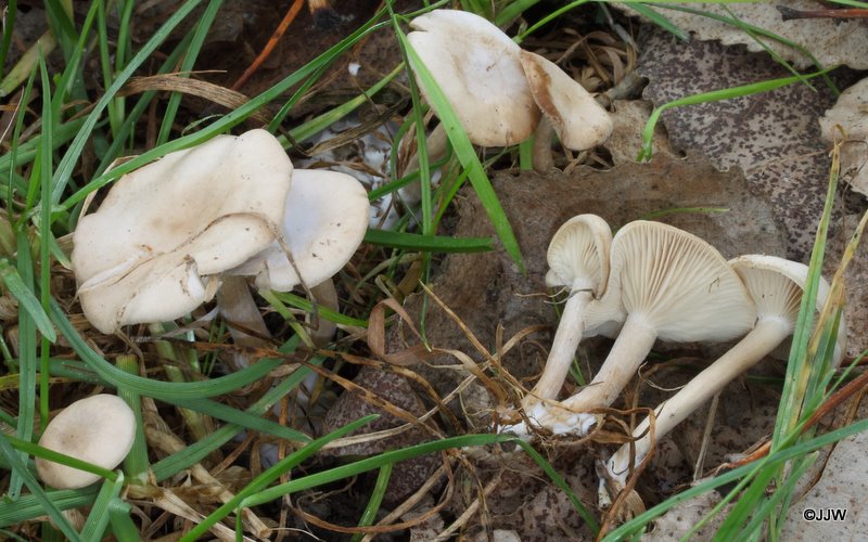 Clitocybe nitrophila